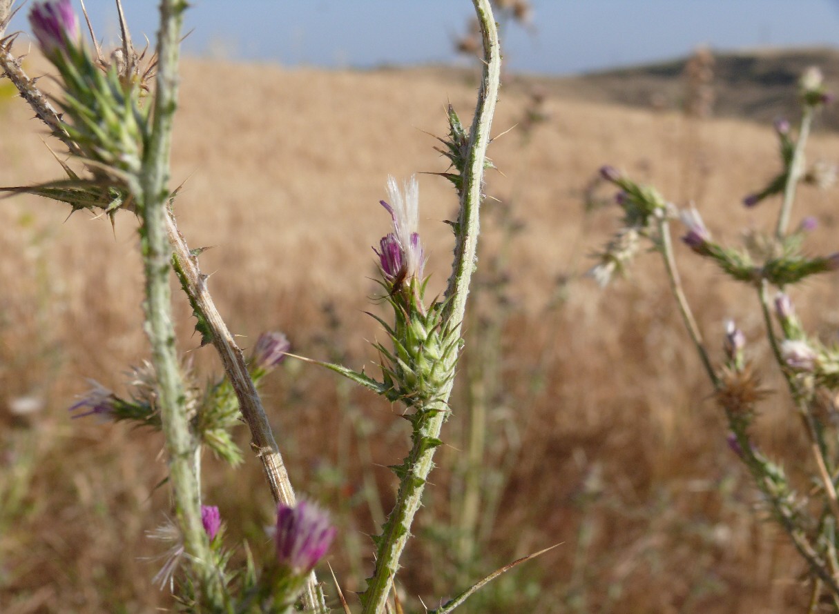 Carduus pycnocephalus / Cardo saettone